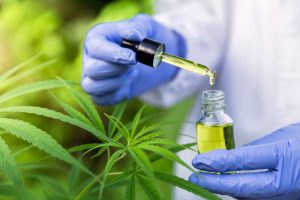 dor crônica cannabis medicinal
